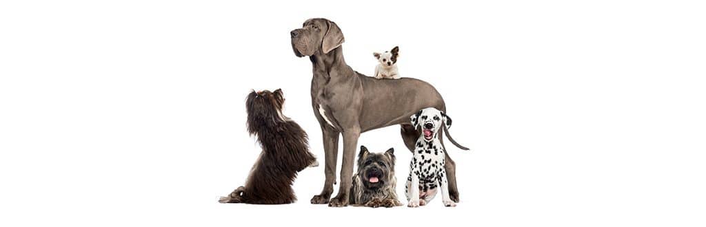 Group of large and small dogs