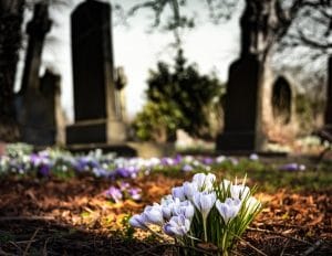 pet cremations in St. Louis, MO