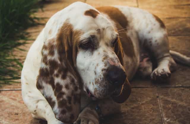 Clayton, MO pet cremation