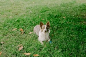 Ballwin, MO pet cremation