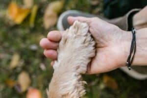 St. Louis, MO pet cremation