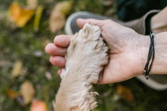 St. Louis, MO pet cremation