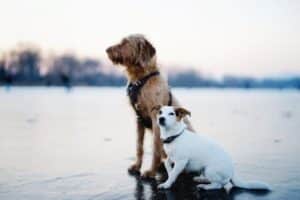 St. Louis, MO pet cremation