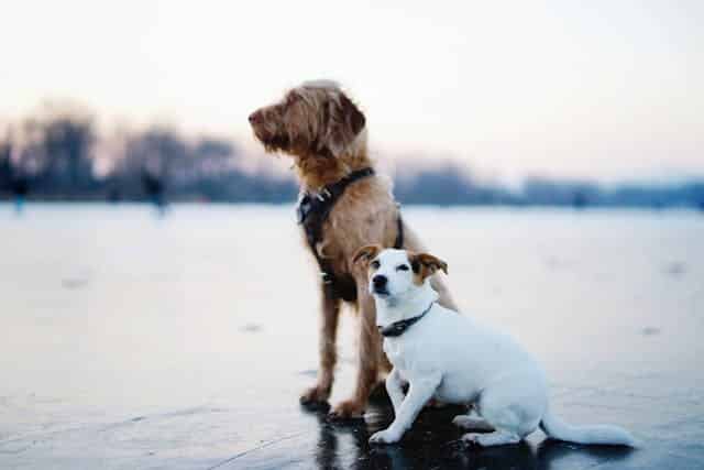 St. Louis, MO pet cremation