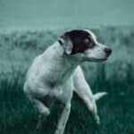 St. Louis, MO pet cremations