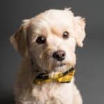 Ballwin, MO pet cremations