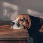 Ballwin, MO pet cremations
