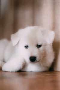 Clayton, MO pet cremations
