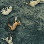 Clayton, MO pet cremations