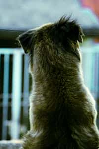 St. Louis, MO pet cremations