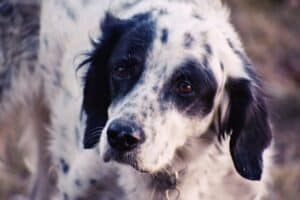 St. Louis, MO pet cremation