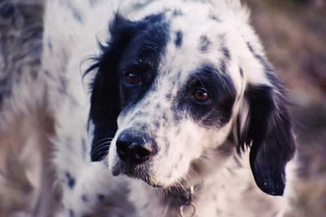 St. Louis, MO pet cremation