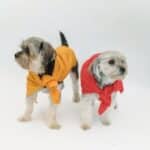 St. Louis, MO pet cremations