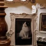 Clayton, MO, pet cremations