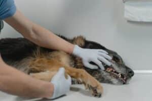 St. Louis, MO pet cremation