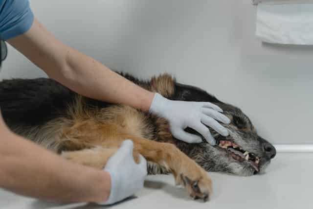 St. Louis, MO pet cremation