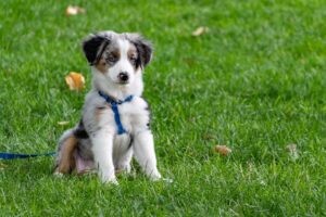 Ballwin, MO pet cremation