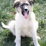 Ballwin, MO pet cremations