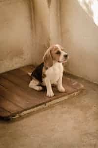 Clayton, MO pet cremations