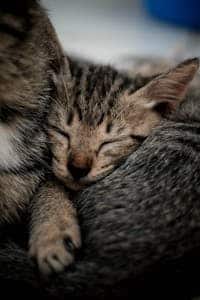 St. Louis, MO pet cremations