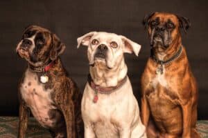 Ballwin, MO pet cremation