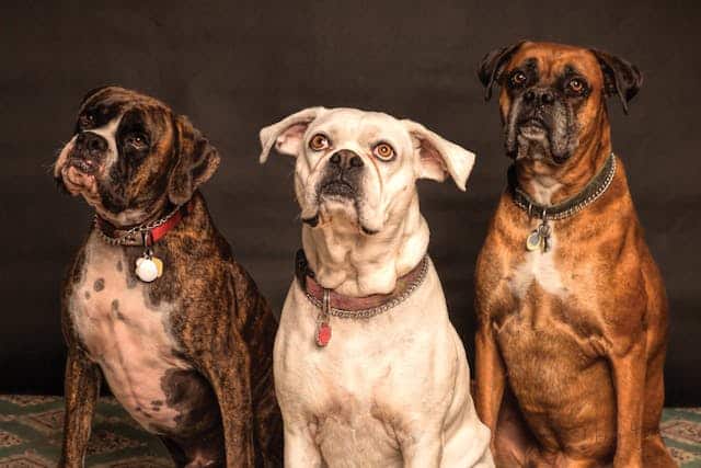 Ballwin, MO pet cremation