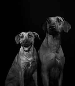 Ballwin, MO pet cremations