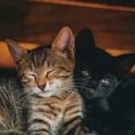 Clayton, MO pet cremations