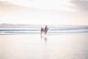 Ballwin, MO pet cremation