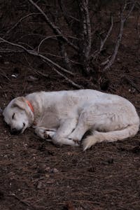 Clayton, MO pet cremations
