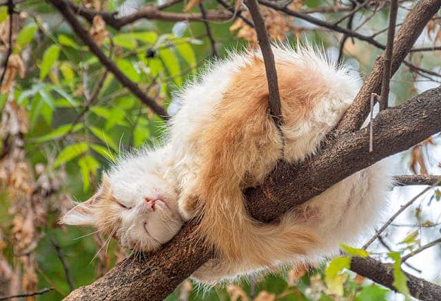 St. Louis, MO pet cremation