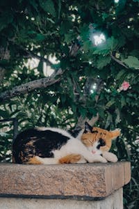 St. Louis, MO pet cremations