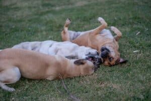 Ballwin, MO pet cremation