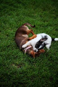 Ballwin, MO pet cremations