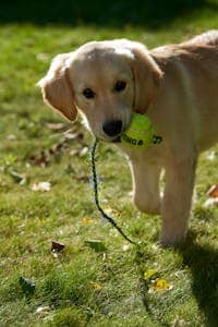 Ballwin, MO pet cremations