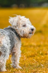 Clayton, MO pet cremations