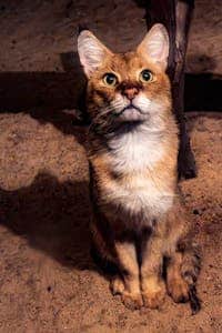 Ballwin, MO pet cremations