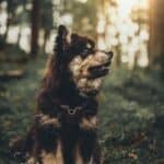 St. Louis, MO pet cremations