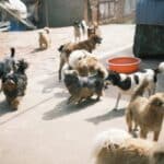 Clayton, MO pet cremations