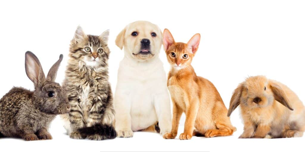 Group of beloved pets including rabbits, kittens, and a puppy sitting together on a white background, representing compassionate pet care services.