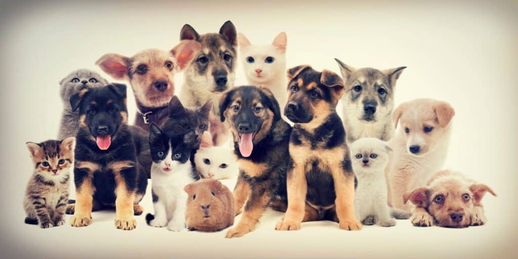 Group of puppies, kittens, and small pets including a guinea pig posed together on a light background, representing compassionate pet care and pet cremation services.