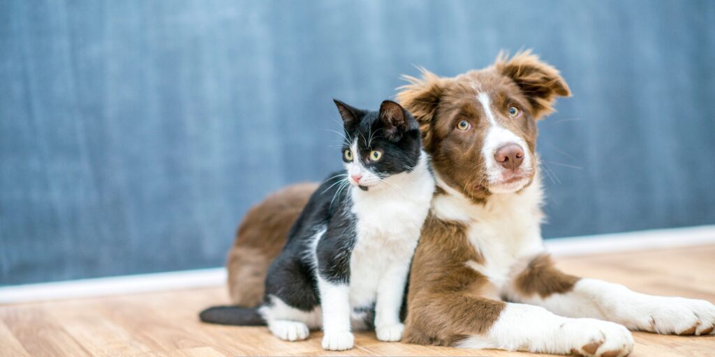Brown and white puppy lying on a wooden floor beside a black and white cat, both looking attentively toward the camera against a soft blue background.