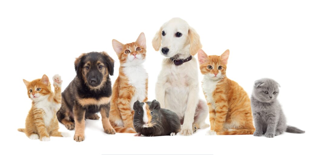 Group of young pets including two puppies, three orange kittens, one gray kitten, and a guinea pig sitting together against a white background.