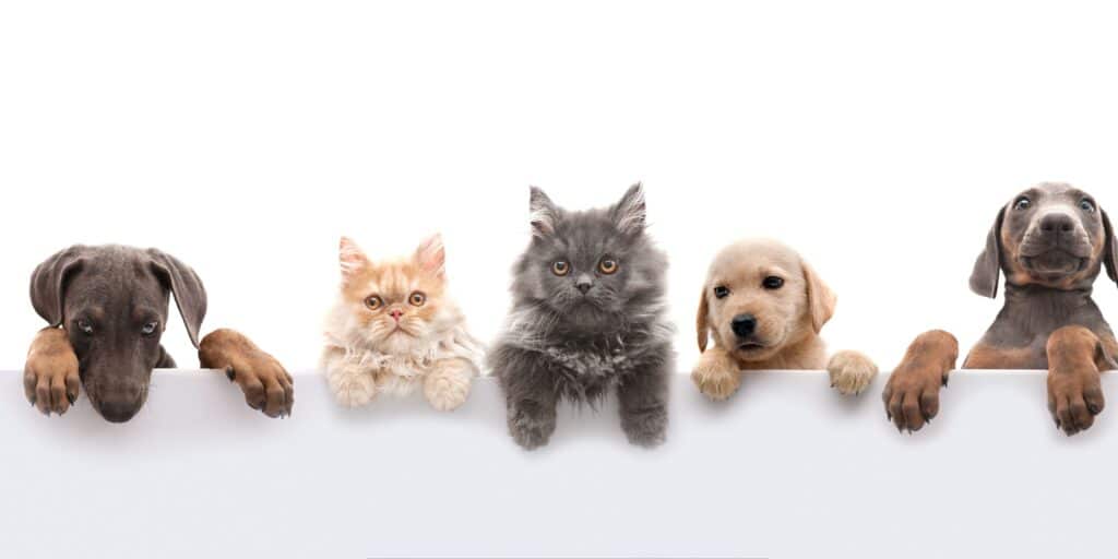 Five adorable puppies and kittens peeking over a white banner, symbolizing the loving bond between pets and families and the compassionate care provided through pet cremation services.