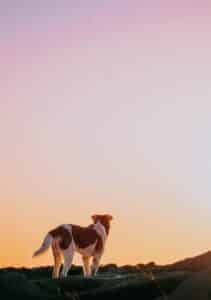 Ballwin, MO pet cremations