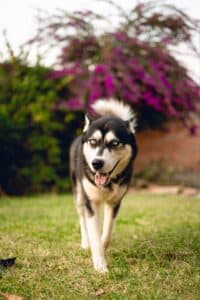 Clayton, MO pet cremations