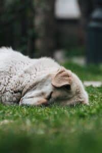 Ballwin, MO pet cremations