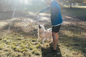 St. Louis, MO pet cremation