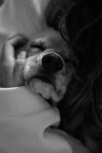 St. Louis, MO pet cremations