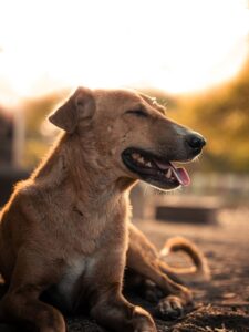 Ballwin, MO pet cremations